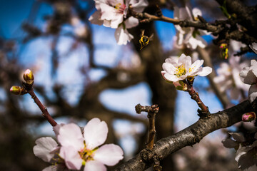 Almendro en flor con una abeja volando para recolectar polen de las flores.