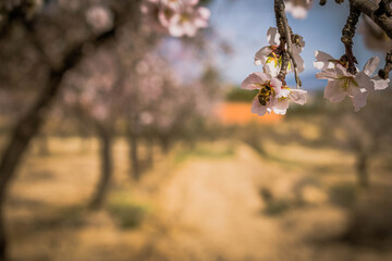 Almendro en flor con el campo de almendros detrás y abejas recolectando polen en la flores