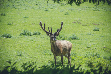 Single red deer on a green clearing. Animal theme. Wildlife park in Warstein, Germany