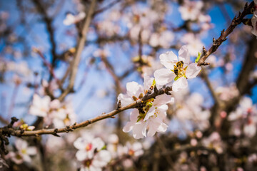 Almendro en flor con abejas recolectando polen
