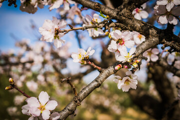Almendro en flor con abejas recolectando polen