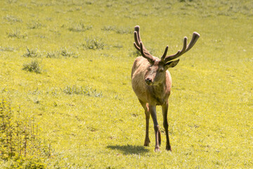 Single red deer on a green clearing. Animal theme. Wildlife park in Warstein, Germany
