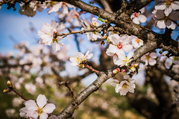 Almendro en flor con abejas recolectando polen