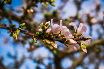Rama de almendro con brotes de flor