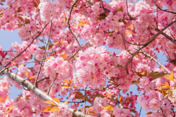 Springtime cherry blossoms