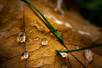 Macro image of oak tree leaf with water drops
