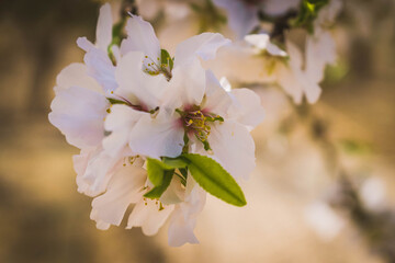 Flores de almendro