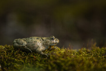 Bombina variegata with the common name Yellow-bellied toad, belongs to the Amphibians group.