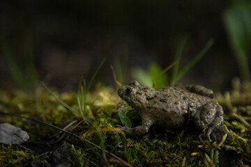Bombina variegata with the common name Yellow-bellied toad, belongs to the Amphibians group.