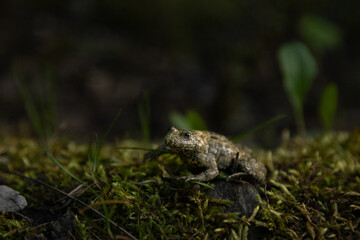 Bombina variegata with the common name Yellow-bellied toad, belongs to the Amphibians group.