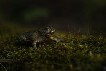 Bombina variegata with the common name Yellow-bellied toad, belongs to the Amphibians group.