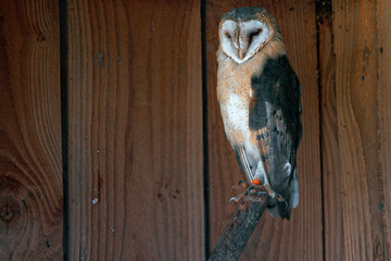 Chouette Effraie