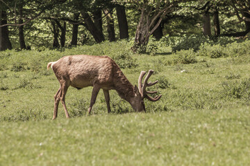 Obraz na płótnie Canvas Single red deer on a green clearing. Animal theme. Wildlife park in Warstein, Germany