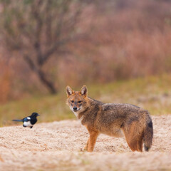 Golden jackal - CHACAL DORADO (Canis aureus), Danube Delta - DELTA DEL DANUBIO, Ramsar Wetland, Unesco World Heritgage Site, Tulcea County, Romania, Europe