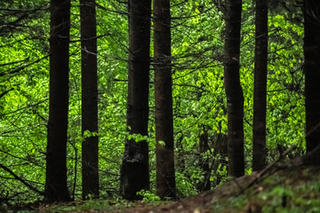 Faget forest in spring. Faget is a forest of Cluj city. Green leafs and dark trunks.