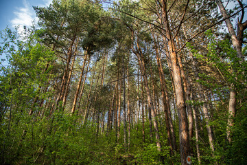 Obraz premium Pine tree forest in a beautiful day. It is a part of Faget, Cluj, Romania. 