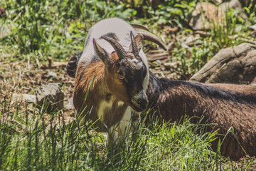 Goats in the sun. Animal theme. Wildlife park in Warstein, Germany