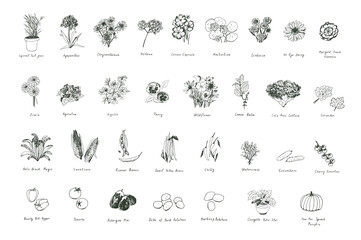 Flowers, herbs, vegetables hand drawn doodle vector illustrations set