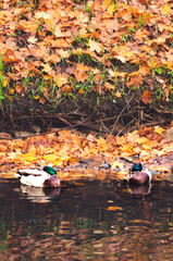 Couple of city ducks resting in pond in autumnal background