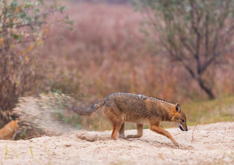 Golden jackal - CHACAL DORADO (Canis aureus), Danube Delta - DELTA DEL DANUBIO, Ramsar Wetland, Unesco World Heritgage Site, Tulcea County, Romania, Europe