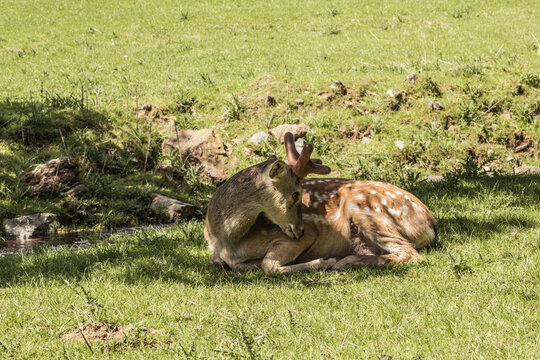 Single sika deer on a sunny day. Animal theme. Wildlife park in Warstein, Germany