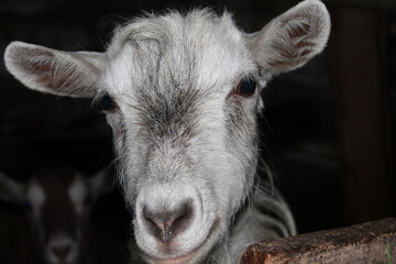 portrait of a goat
