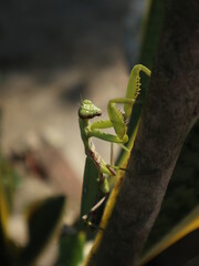 Praying mantis on the green leaves design for natural concept
