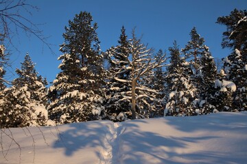 A narrow path going through the snow to the forest located on top of the hill. It is a wonderful sunny winter day.
