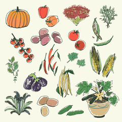 vegetables pumpkin, tomato, cucumber, potato vector  illustrations set