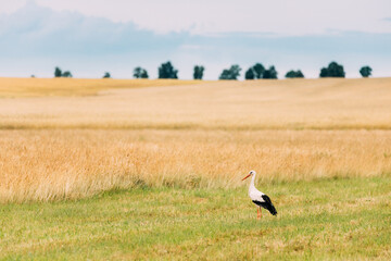 Adult European White Stork Ciconia Ciconia In Summer Field. Wild Bird