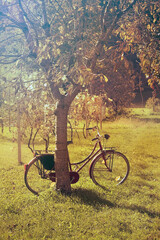Fototapeta na wymiar parked bicycle in a field of trees. Sunset light warm colors effect 