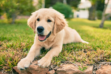 Beautiful and cute golden retriever puppy dog having fun at the park sitting on the green grass. Lovely labrador purebred doggy