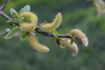 Wierzbowe kwiaty - kotki, Salix