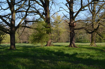 Duże dęby, pokrój drzew na wiosnę, Quercus