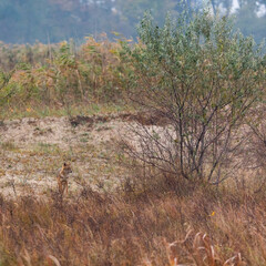 Golden jackal - CHACAL DORADO (Canis aureus), Danube Delta - DELTA DEL DANUBIO, Ramsar Wetland, Unesco World Heritgage Site, Tulcea County, Romania, Europe