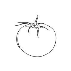 Tomato. Graphics. Illustration. Vector. tomato vector sketch illustration