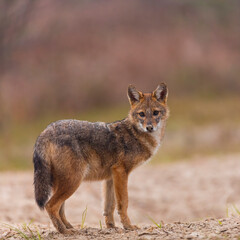 Golden jackal - CHACAL DORADO (Canis aureus), Danube Delta - DELTA DEL DANUBIO, Ramsar Wetland, Unesco World Heritgage Site, Tulcea County, Romania, Europe