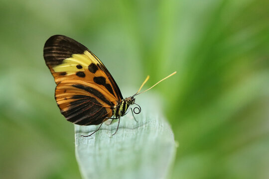 Falter Heliconius numata auf gr&uuml;nem Blatt