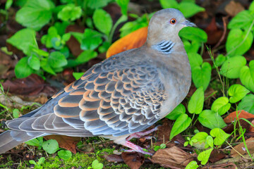 春の地面を歩く山鳩