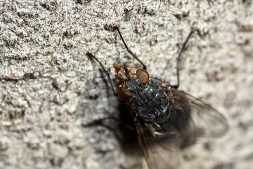  PERGAMON MUSEUM IN BERLIN
