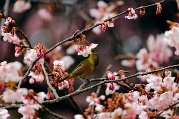 Japanese White-eye and Cherry Blossom(Japanese Name Is Kanzakura) At Tokyo, Japan
