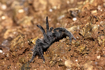 Wolf spider. Hogna radiata with dew drops