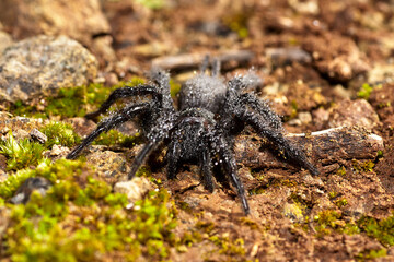 Wolf spider. Hogna radiata with dew drops