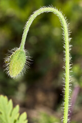 young poppy flower buds in the garden