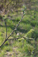 Wierzbowe kwiaty - kotki, Salix