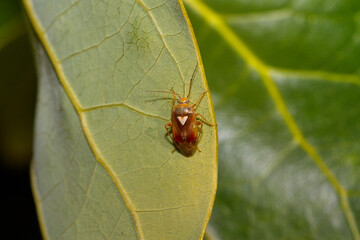 Worldwide pest brown marmorated stink bug Halyomorpha halys (adult)