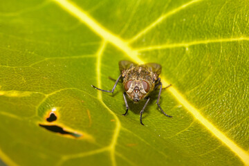 live house fly 