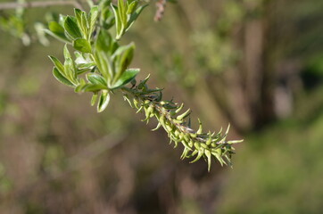 Wierzbowe kwiaty - kotki, Salix