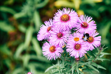 Michaelmas Daisy, Aster amellus flower, the pink daisies flowers with big bee eating carpel of flower in Queen park, Bolton, England, select focus.