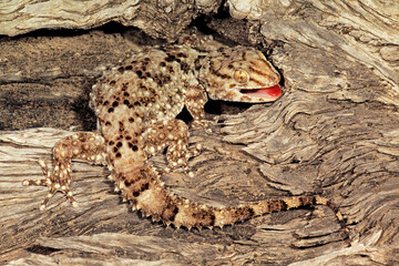 A bibron gecko (Pachydactylus bibronii) camouflaged on tree bark, South Africa.